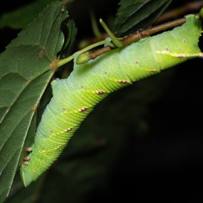 Mimas tiliae (lišaj lipový), Žebětín