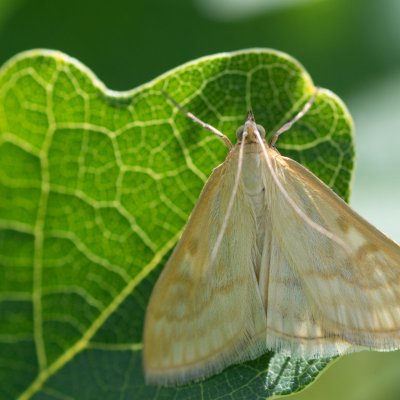 Sitochroa verticalis (zavíječ slámový), Kývalka