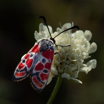 Zygaena carniolica (vřetenuška ligrusová), PR Kamenný vrch