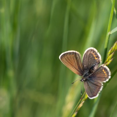 Plebejus argus (modrásek černolemý), PP Nad řekami