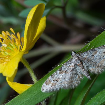 Gymnoscelis rufifasciata (píďalička zarudlá), Lysá hora u Ochozu