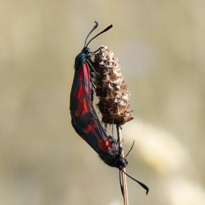 Zygaena filipendulae (vřetenuška obecná), PR Kamenný vrch