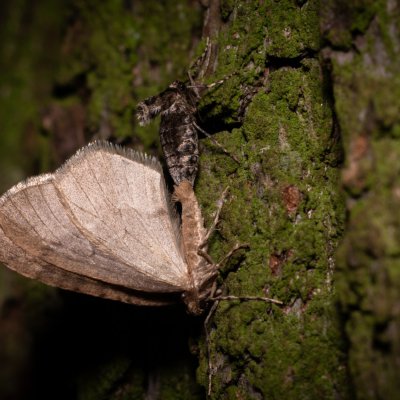Operophtera brumata (píďalka podzimní), Žebětín