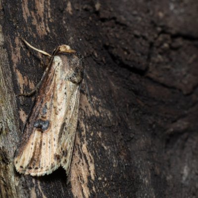 Axylia putris (osenice žlutavá), SK, Štôla