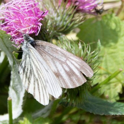 Pieris bryoniae (bělásek horský), SK, Belianské Tatry