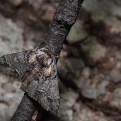 Drymonia velitaris (hřbetozubec jižní), Kobylí