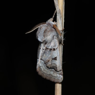 Episema tersa (jasnobarvec východní), NPP Na Adamcích