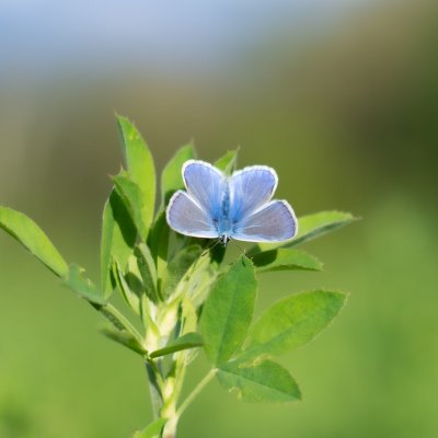 Polyommatus icarus (modrásek jehlicový), Žebětín