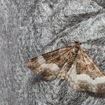 Euphyia unangulata (píďalka jednozubá), SK, Štôla