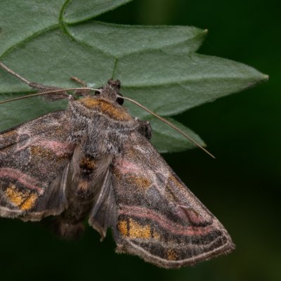 Euchalcia variabilis (kovolesklec horský), NPR Děvín