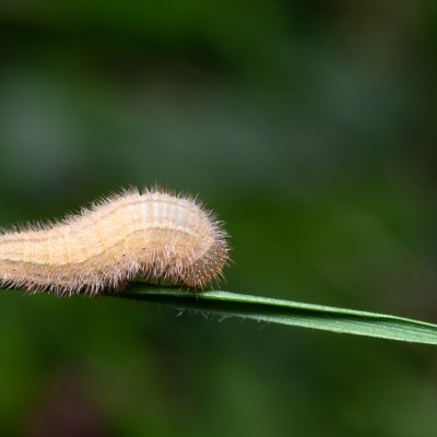 Melanargia galathea (okáč bojínkový), PR Kamenný vrch