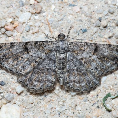 Peribatodes rhomboidaria (různorožec trnkový), Hrušovany u Brna