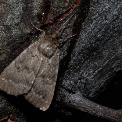 Apopestes spectrum (-), HR, Jablanac