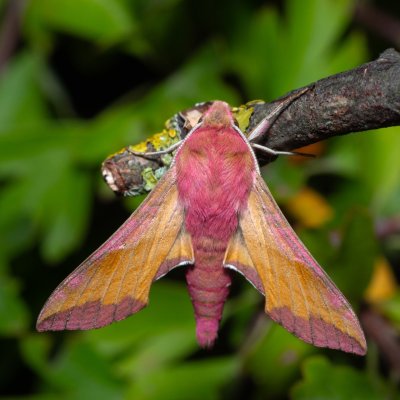 Deilephila porcellus (lišaj kyprejový), PP Skalky u Sedlece
