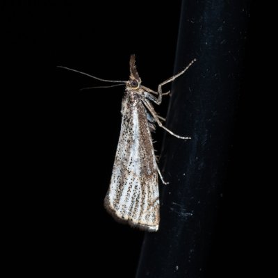 Thisanotia chrysonuchella (travařík kostřavový), Hády