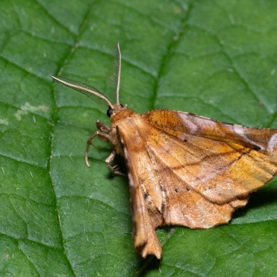 Apeira syringaria (zejkovec šeříkový), Kateřinská jeskyně