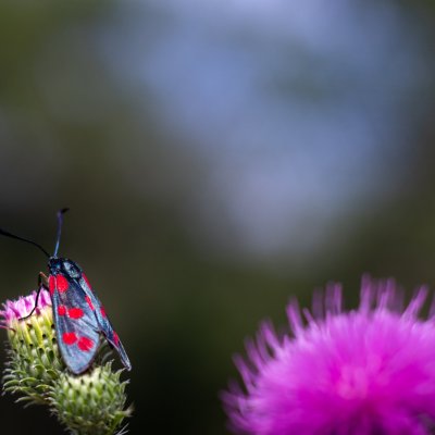 Zygaena filipendulae (vřetenuška obecná), Bosonohy