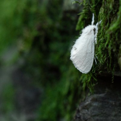 Euproctis similis (bekyně pižmová), PR Templštejn