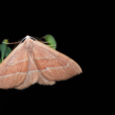 Hylaea fasciaria (běločárník smrkový), PP Černice