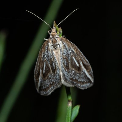 Chesias legatella (píďalka janovcová), PP Zlobice