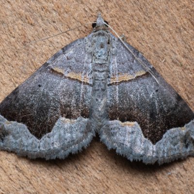 Scotopteryx moeniata (vlnočárník janovcový), PP Kamenný vrch u Kurdějova