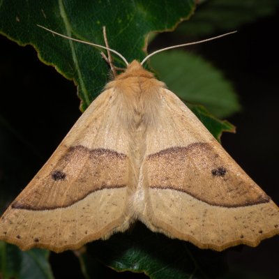 Crocallis elinguaria (zejkovec lesní), PR Kamenný vrch