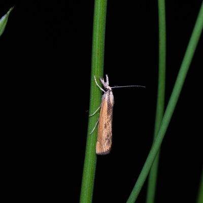 Agriphila inquinatella (-), PR U Brněnky