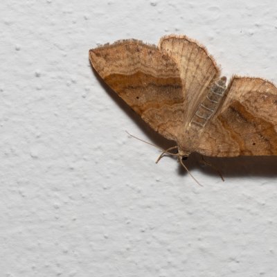 Scotopteryx chenopodiata (vlnočárník sveřepový), IT, Pfelders - Plan, Jižní Tyrolsko