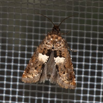 , NPP Pouzdřanská step - Kolby