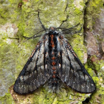 Lycia isabellae (drsnokřídlec modřínový), Žebětín