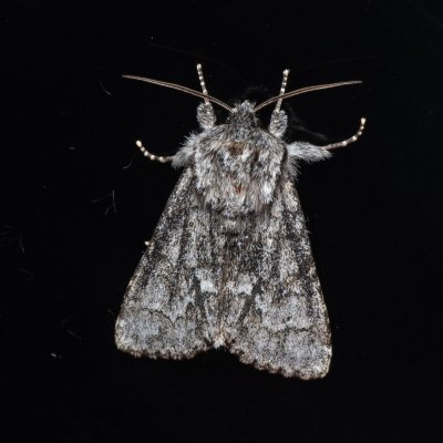 Acronicta menyanthidis (šípověnka vachtová), NPR Radostínské rašeliniště