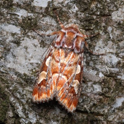 Panolis flammea (sosnokaz borový), PR Pavlovské mokřady