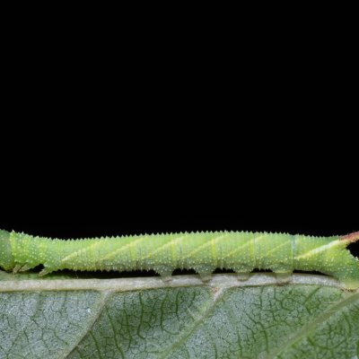 Mimas tiliae (lišaj lipový), PR Turold