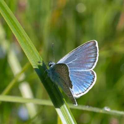 Polyommatus amandus (modrásek ušlechtilý), Pohoří na Šumavě