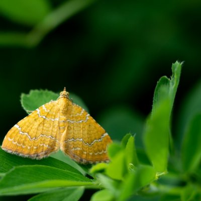 Camptogramma bilineatum (píďalka kopřivová), Žebětín