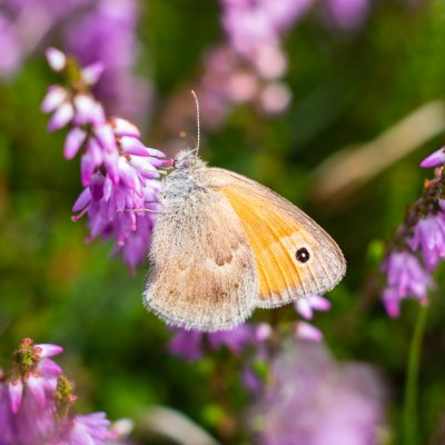 Coenonympha pamphilus (okáč poháňkový), PR Biskoupský kopec