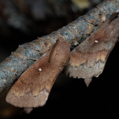 Dendrolimus pini (bourovec borový), PP Černice