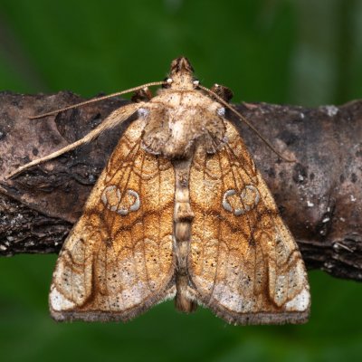 Polychrysia moneta (kovolesklec omějový), NPR Děvín