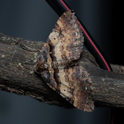 Earophila badiata (píďalka šípková), PP Kavky