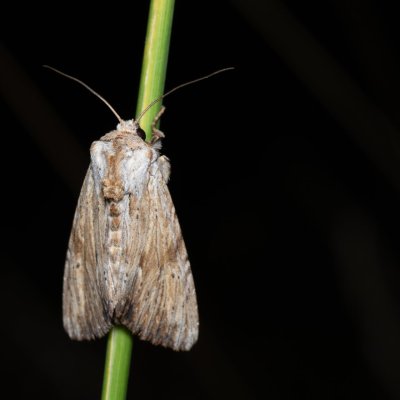 Apamea lithoxylea (šedavka žlutavá), Žebětín