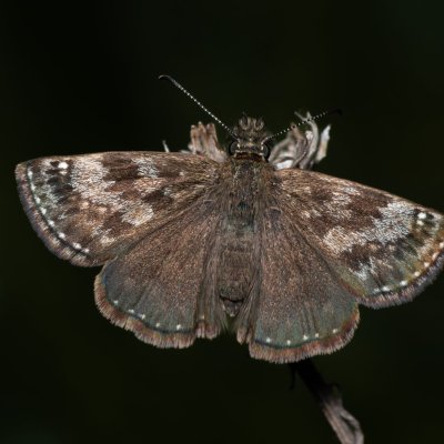 Erynnis tages (soumračník máčkový), PR Kamenný vrch