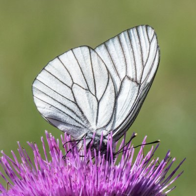 Aporia crataegi (bělásek ovocný), PP Pohoří na Šumavě