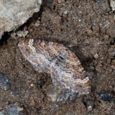 Xanthorhoe spadicearia (píďalka jitrocelová), IT, Jaufenpass, Jižní Tyrolsko