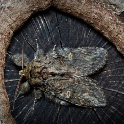 Peridea anceps (hřbetozubec plachý), PP Kavky