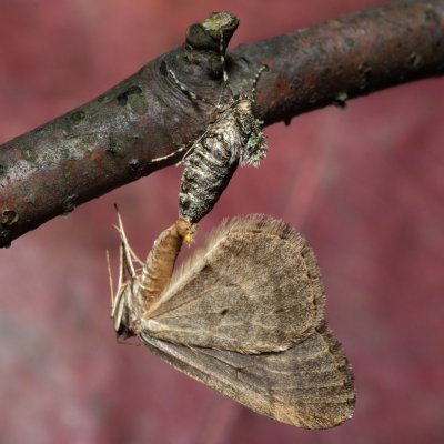 Operophtera brumata (píďalka podzimní), Helenčina studánka