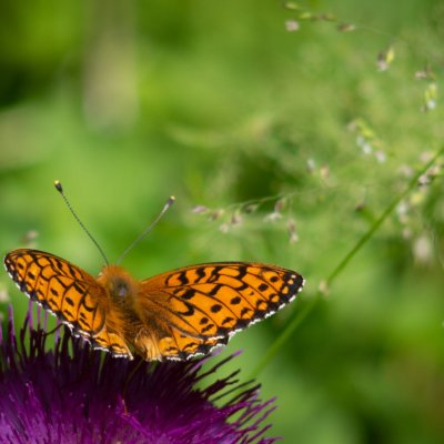 Argynnis aglaja (perleťovec velký), SK, u PR Brezina, Tatry