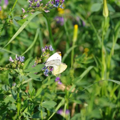 Pieris napi (bělásek řepkový), Židlochovice - Výhon