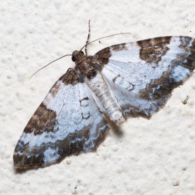 Melanthia procellata (píďalka doubravní), SK, Súľov-Hradná