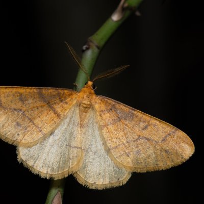 Agriopis aurantiaria (tmavoskvrnáč zlatavý), Kamenný vrch