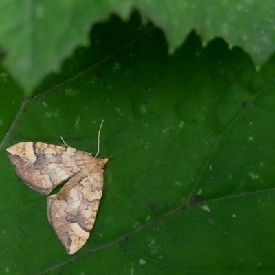 Eulithis populata (píďalka osiková), SK, Popradské Pleso - zastávka, Tatry